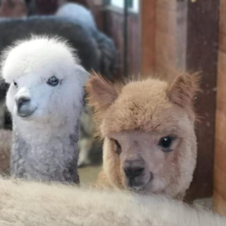 B&B Canossalpaca Екстер'єр фото