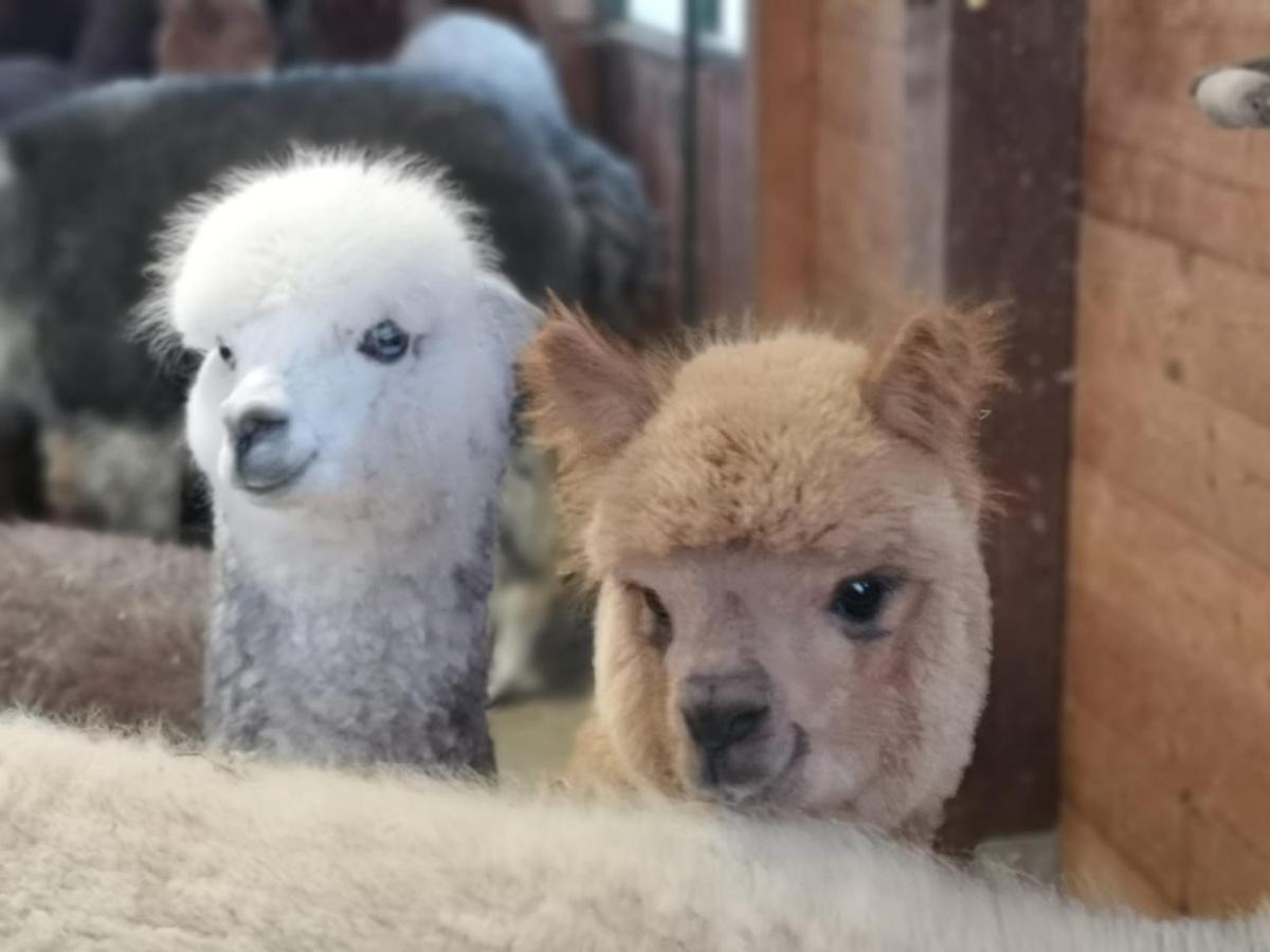 B&B Canossalpaca Екстер'єр фото